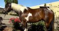 Fancy all around APHA gelding!