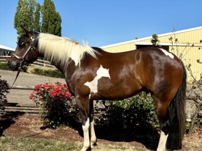 Fancy all around APHA gelding!