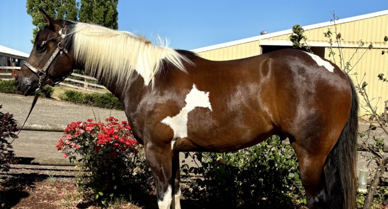 Fancy all around APHA gelding!