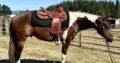 Fancy all around APHA gelding!