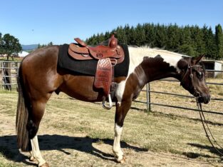 Fancy all around APHA gelding!