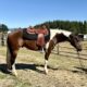 Fancy all around APHA gelding!