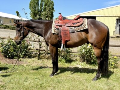 Handsome VS Code Blue 3 yr old gelding!