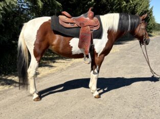 Adorable pinto pony!