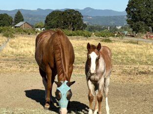 Gorgeous AQHA APHA double red roan filly by VSCB!