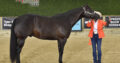 GORGEOUS RANCH PROSPECT