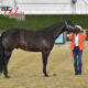 GORGEOUS RANCH PROSPECT