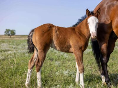 Flashy Double Reining/Ranch Riding Prospect