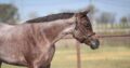 Stunning Royally Bred Roan Broodmare in Foal