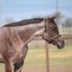 Stunning Royally Bred Roan Broodmare in Foal