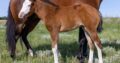 Flashy Double Reining/Ranch Riding Prospect