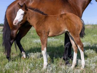 Flashy Double Reining/Ranch Riding Prospect