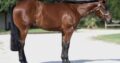Stunning Colt – Full Brother to VS Fireman