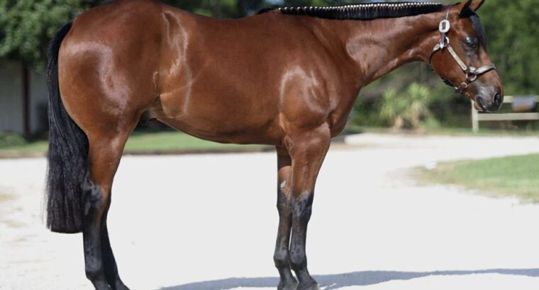 Stunning Colt – Full Brother to VS Fireman