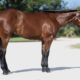 Stunning Colt – Full Brother to VS Fireman