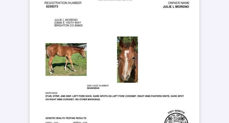 2YO Machine Made x NDIL mare Prospect