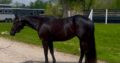 3 yr old AQHA and APHA Black All-around