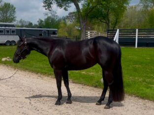 3 yr old AQHA and APHA Black All-around