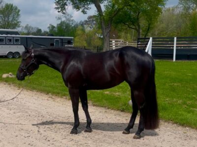3 yr old AQHA and APHA Black All-around