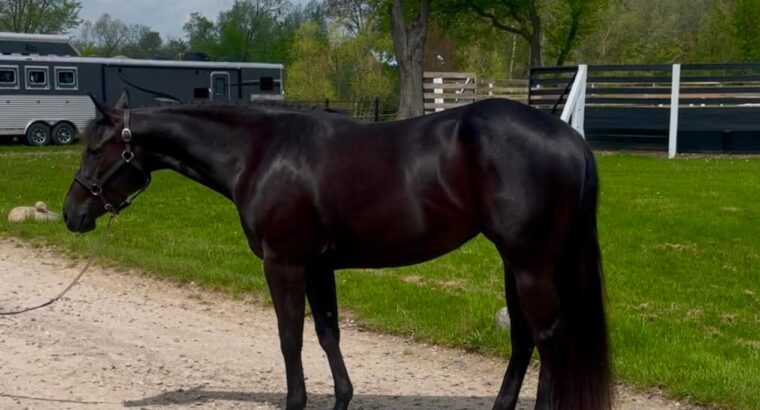 3 yr old AQHA and APHA Black All-around