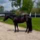 3 yr old AQHA and APHA Black All-around