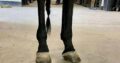 Machine Made x RL Best Of Sudden Broodmare