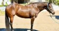 Machine Made x RL Best Of Sudden Broodmare