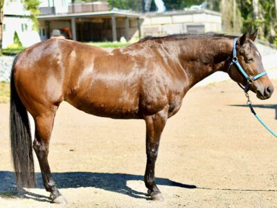 Machine Made x RL Best Of Sudden Broodmare