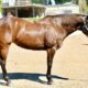 Machine Made x RL Best Of Sudden Broodmare