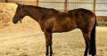 When In Chrome 3YO HUS Prospect