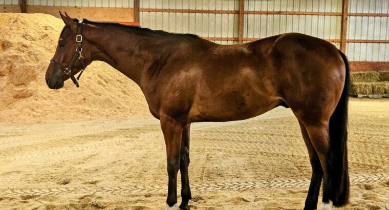 When In Chrome 3YO HUS Prospect