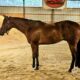When In Chrome 3YO HUS Prospect