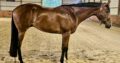 When In Chrome 3YO HUS Prospect