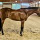 When In Chrome 3YO HUS Prospect