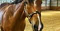 When In Chrome 3YO HUS Prospect
