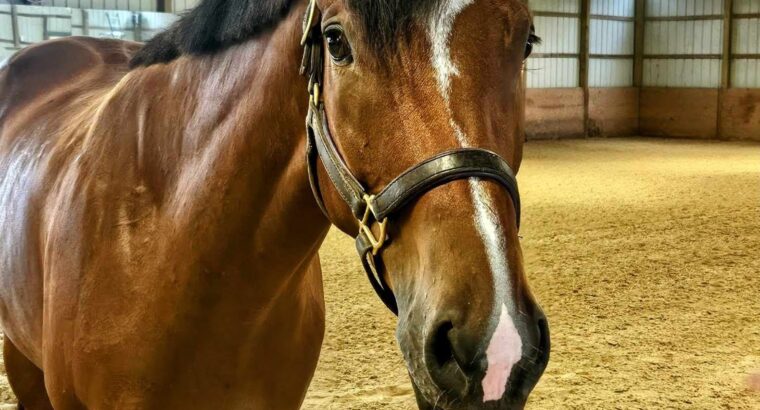 When In Chrome 3YO HUS Prospect