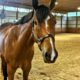 When In Chrome 3YO HUS Prospect