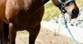 Machine Made x RL Best Of Sudden Broodmare