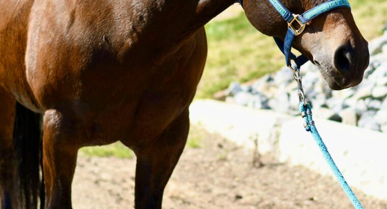 Machine Made x RL Best Of Sudden Broodmare