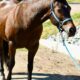 Machine Made x RL Best Of Sudden Broodmare