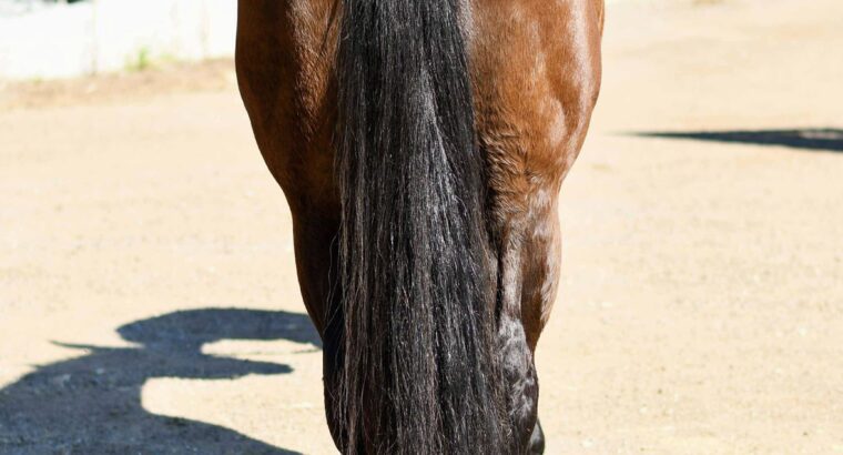 Machine Made x RL Best Of Sudden Broodmare
