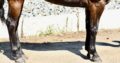 Machine Made x RL Best Of Sudden Broodmare