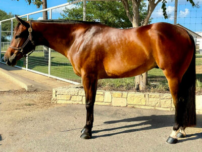 Gorgeous Double Makin Me Willy Wild Gelding