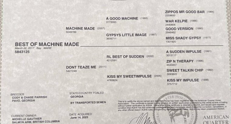 Machine Made x RL Best Of Sudden Broodmare