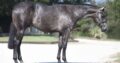 Pretty Roan Mare – Selling Broodmare Sound