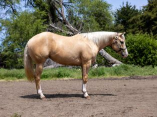 2YO Quadruple Registered Palomino Mare