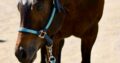 Machine Made x RL Best Of Sudden Broodmare