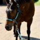 Machine Made x RL Best Of Sudden Broodmare