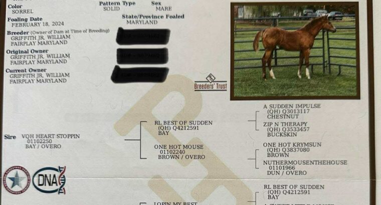 Stunning Double Heart Stoppin Yearling Filly