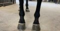 Machine Made x RL Best Of Sudden Broodmare